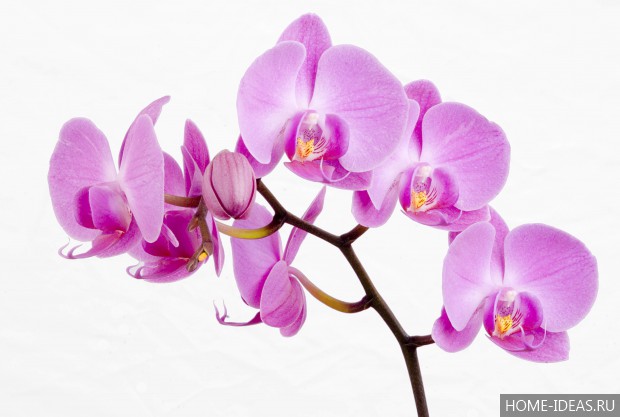 фотография орхидеи