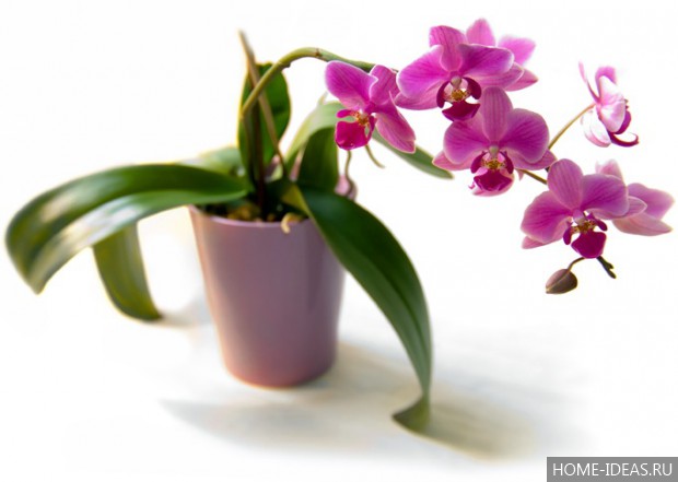 фото орхидея в горшке