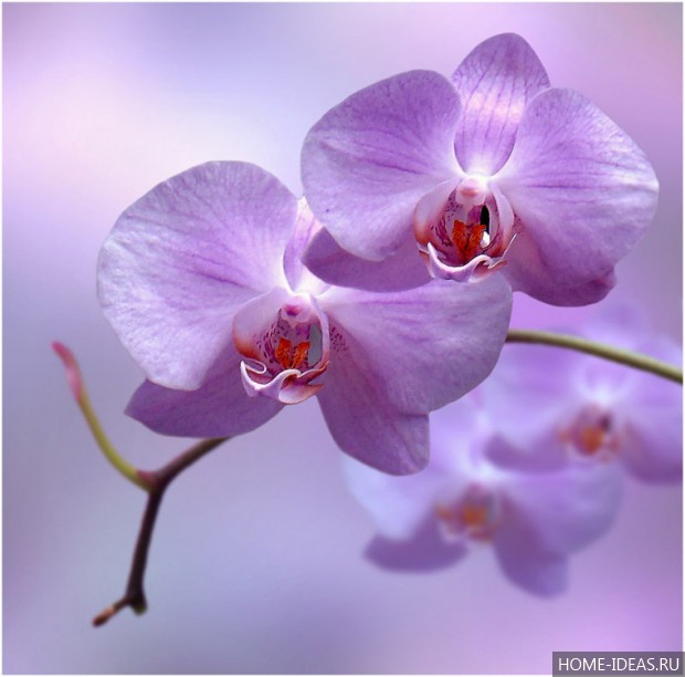 красивый веток орхидея