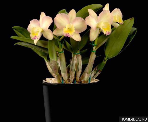 редкие орхидеи 