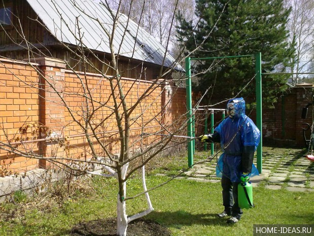 опрыскивание дерева от вредителей