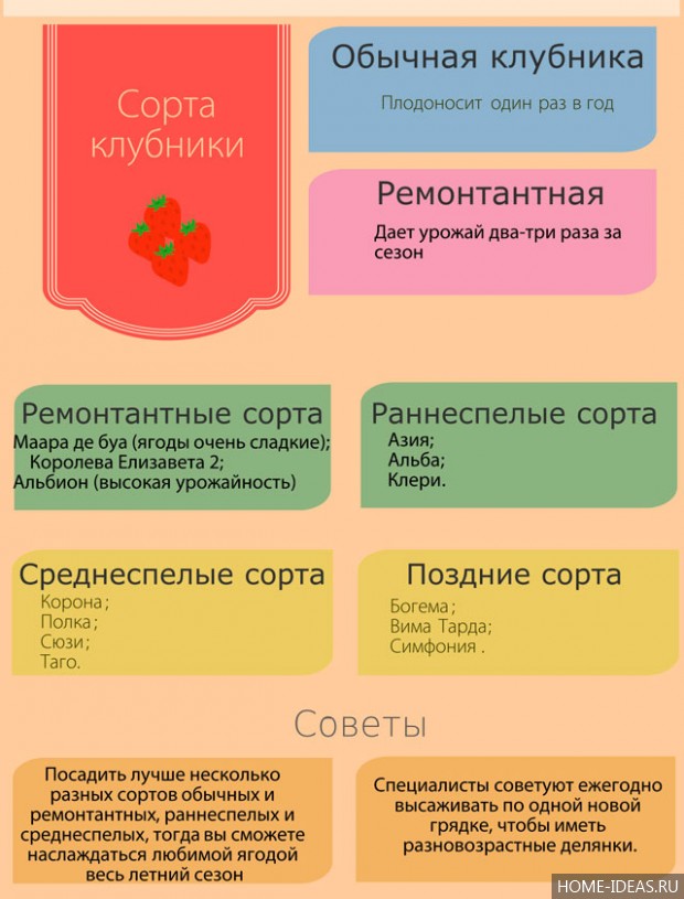 Как посадить гигантелла Как посадить гигантелла