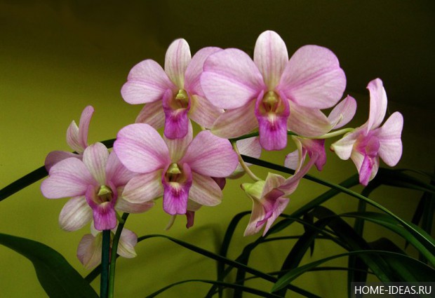 орхидея в горшке дома