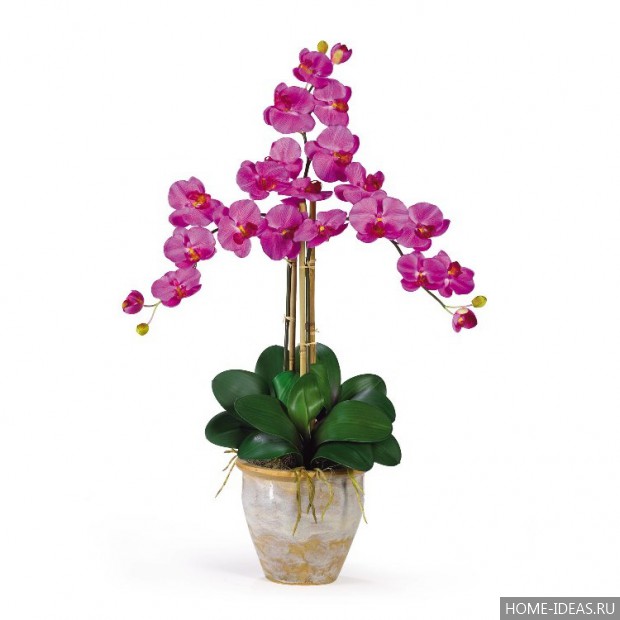 орхидея в горшке фото
