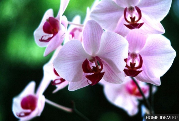 фотография орхидеи 