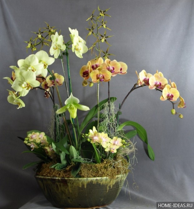 фотография орхидея в горшке