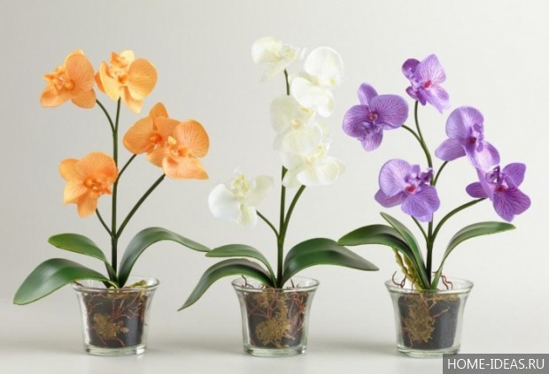 фото орхидеи в горшках
