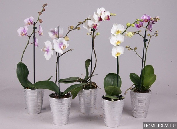 орхидеи в горшках