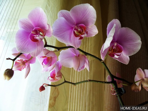 лиловая орхидея