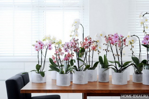орхидеи на столе