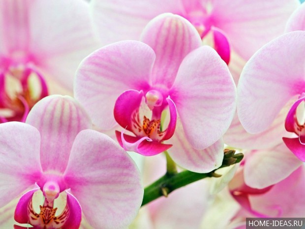 розовые орхидеи