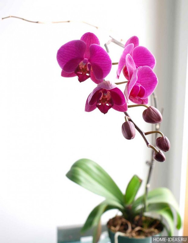 цветение орхидеи