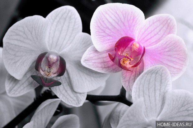 орхидеи белые