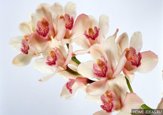 орхидеи картинка