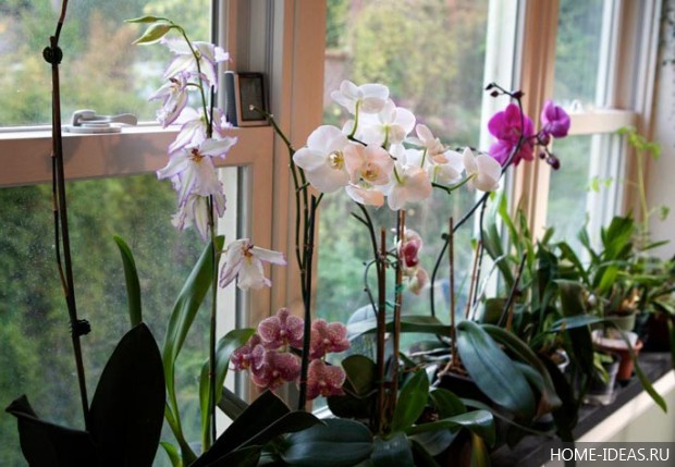 фото орхидеи на подоконнике 