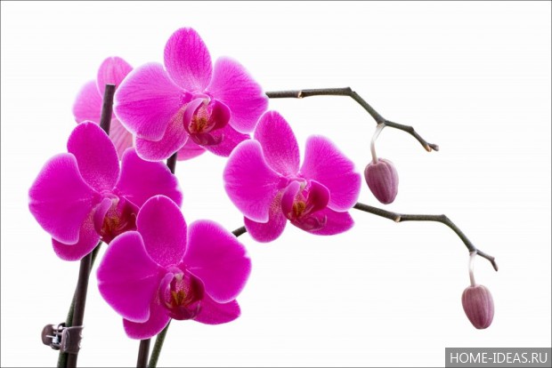 красивое фото орхидеи