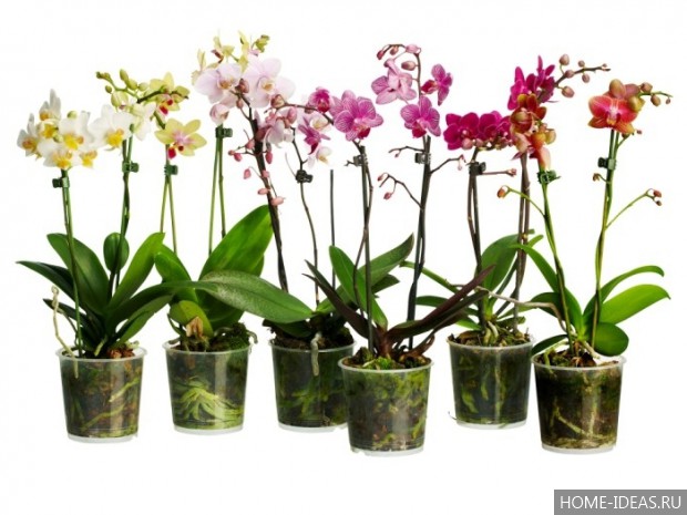 разные орхидеи