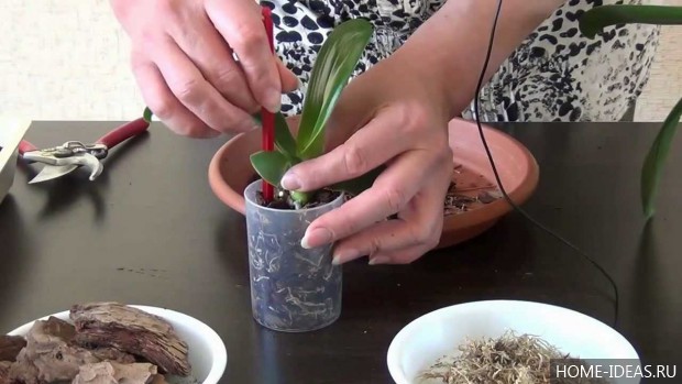 удобрения для орхидеи