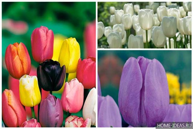 Поздноцветущие тюльпаны