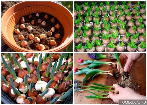 Условия выращивания и уход за тюльпанами