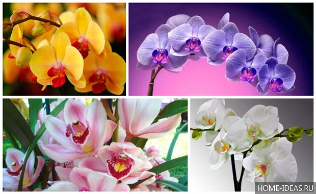 Как вырастить орхидею из семян в домашних условиях?