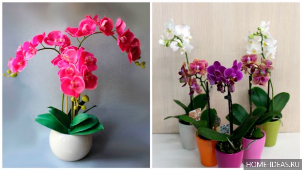Как вырастить орхидею из семян в домашних условиях?