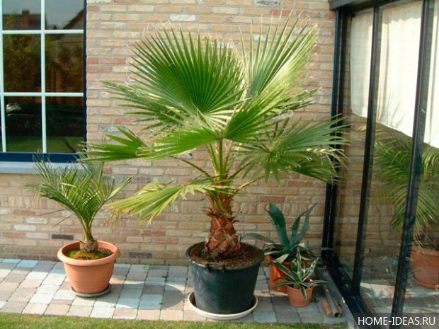 Комнатные пальмы: фото и название