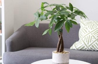 денежное дерево: уход в домашних условиях