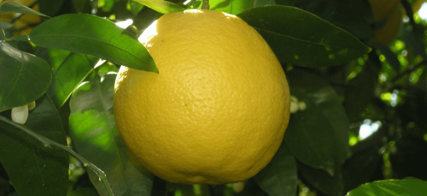 Лимонное дерево в домашних условиях: уход