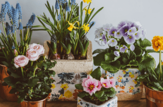 Неприхотливые комнатные цветы, цветущие круглый год