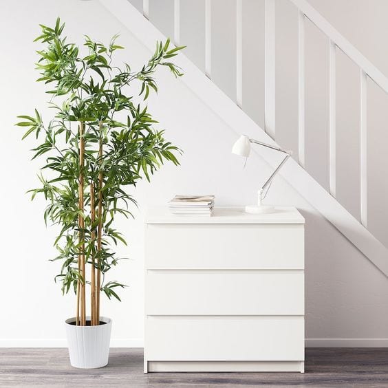 Бамбук комнатный — уход в домашних условиях
