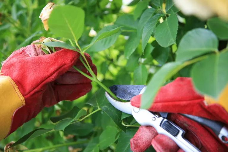 Как вырастить розы в саду