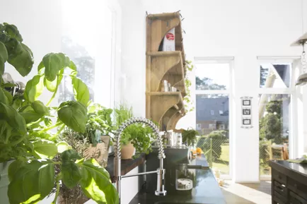 10 комнатных растений для кухни