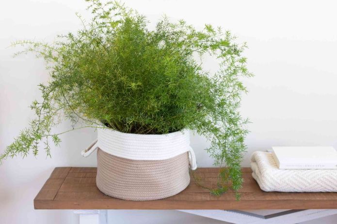 17 лучших комнатных растений для ванной комнаты