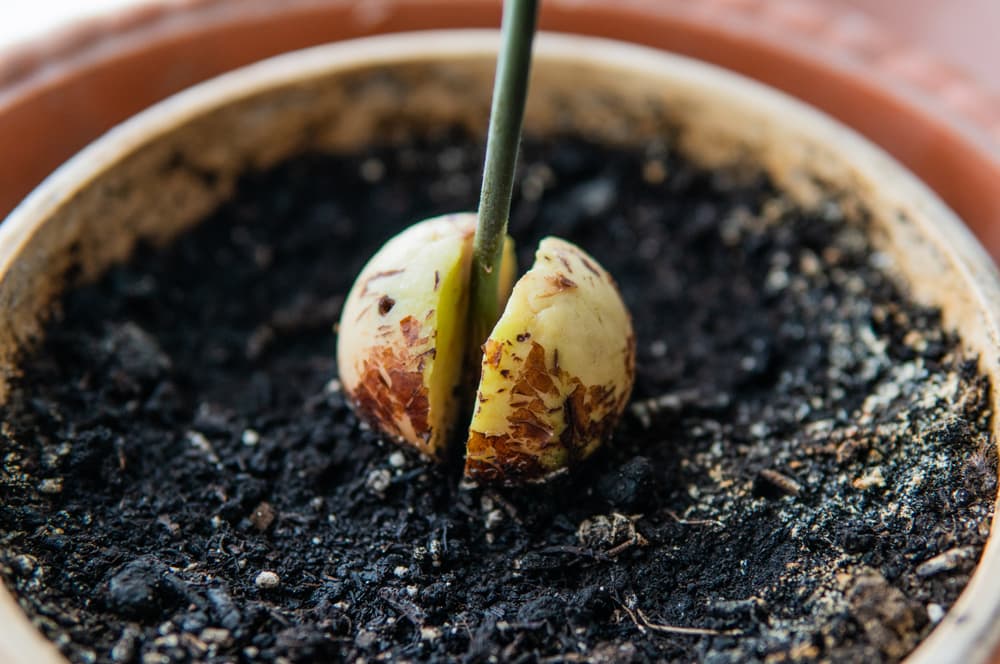 Как посадить авокадо из косточки