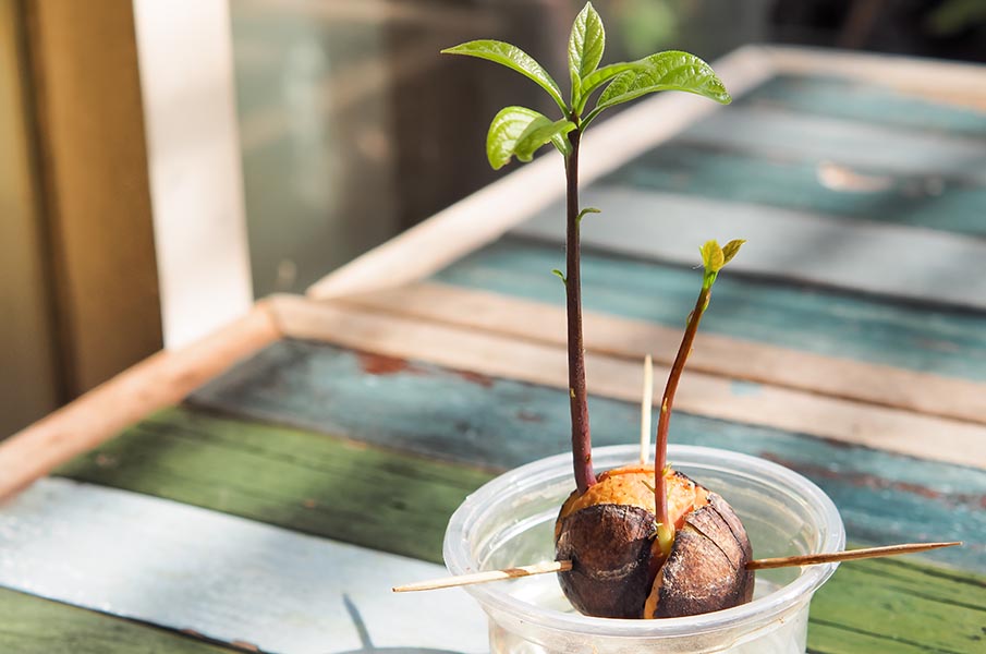 Как сделать проростки из косточки авокадо